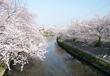 和歌山市　大門川の桜並木